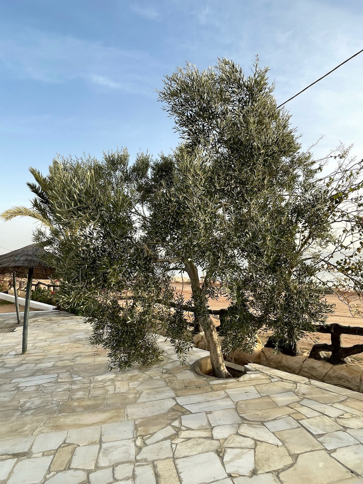 De la Tunisie au Québec : L'histoire de nos nouvelles huiles d'olive