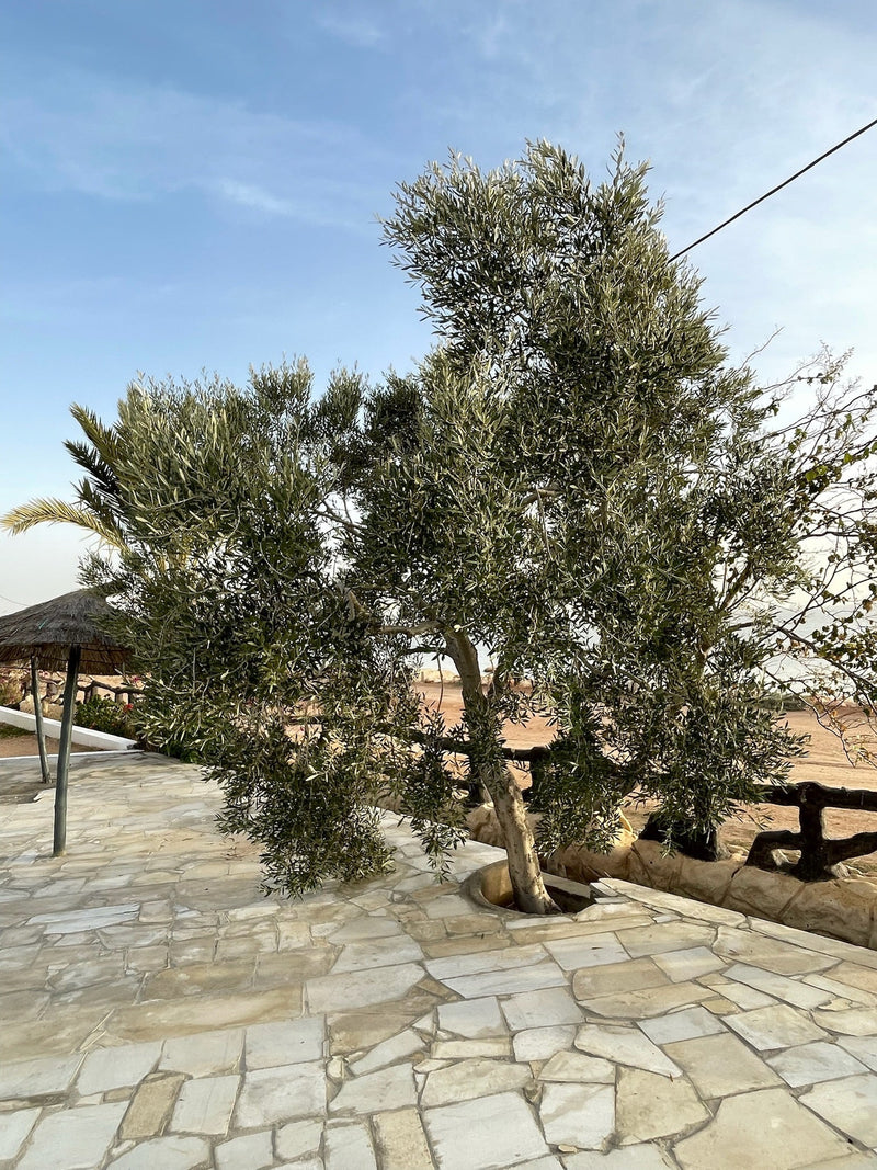 De la Tunisie au Québec : L'histoire de nos nouvelles huiles d'olive
