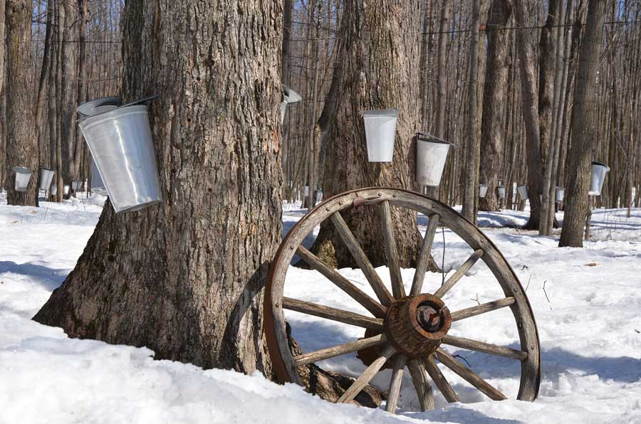 cabane à sucre