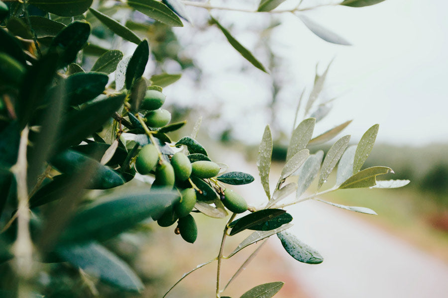 L'huile d'olive, production à l'utilisation partie 1