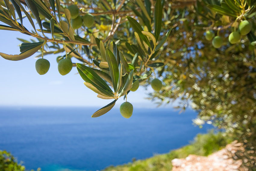 l'huile d'olive, de la production à l'utilisation - partie 2
